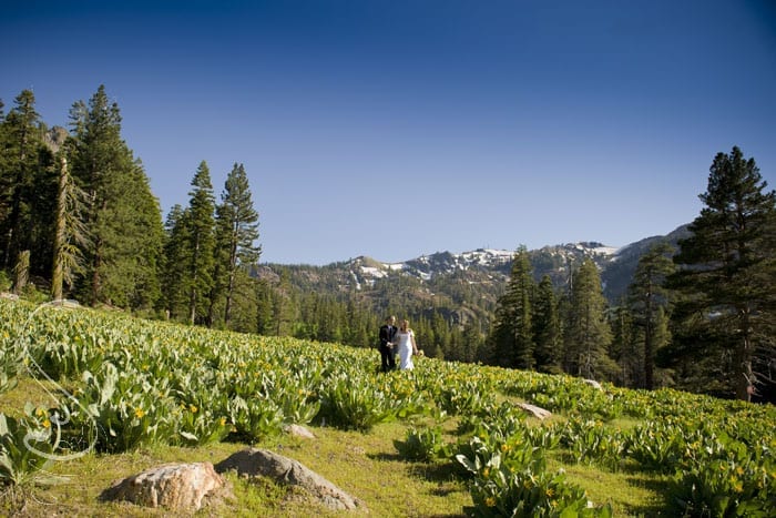 The meadow next to their venue had sweeping views of the mountains at Alpine Meadows ski resort.
