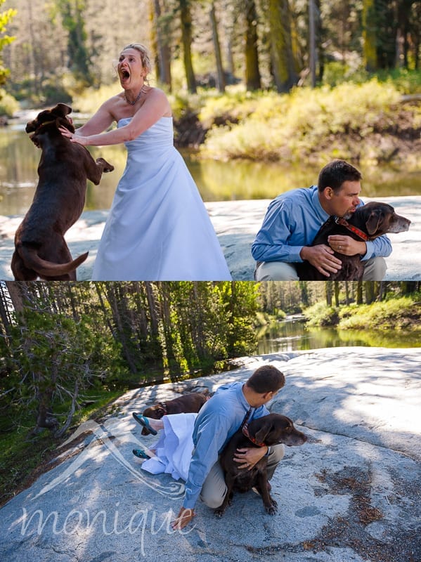 dogs cause havoc in wedding pictures
