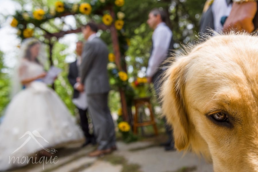 The dogs are an important part of Megan and Stanley's lives and of course, the wedding.