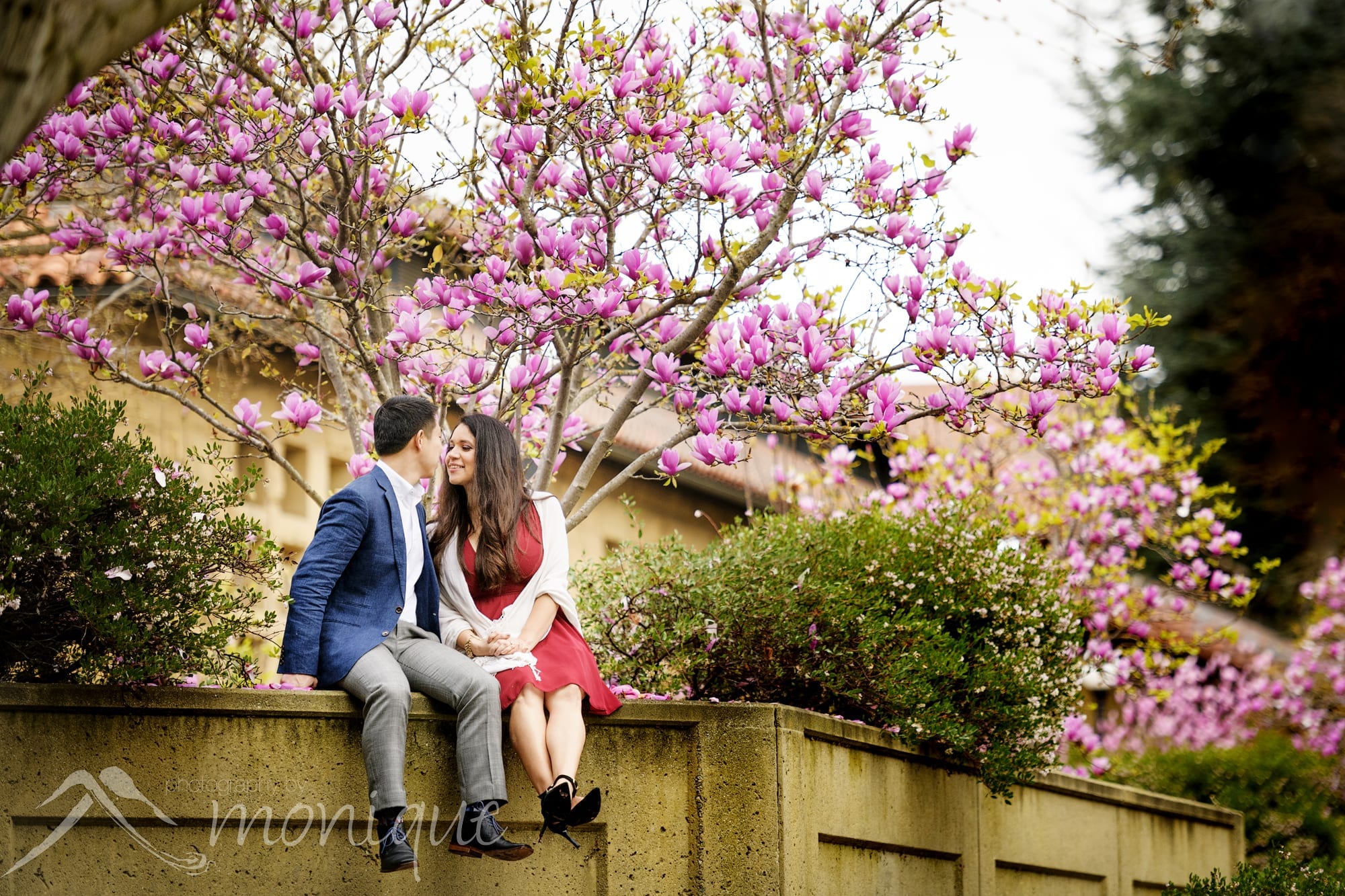 Stanford University engagement session photography with a blooming Magnolia tree