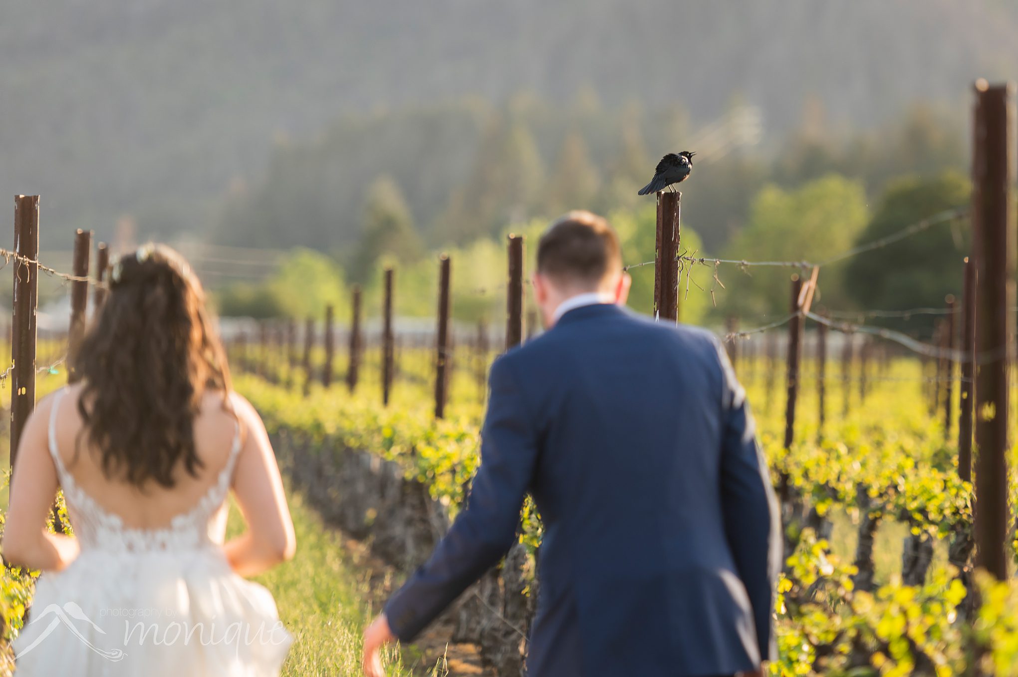 Napa winery wedding photography, wine country, couple in a vineyard